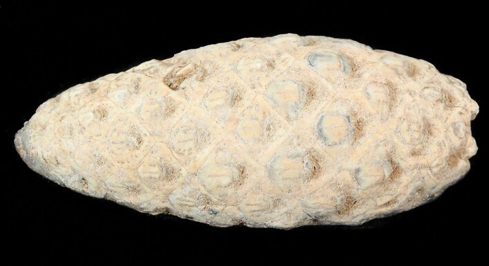 Agatized Seed Cone (Or Aggregate Fruit) - Morocco #43713